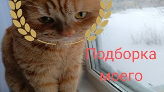 😻Подборка моего котика😻