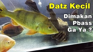 Masukin Datz Borneo ke Commtank Ikan Predator Arwana, Pbass, Oscar