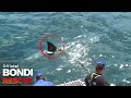 Kerrbox vs. Great White Shark | Bondi Rescue S8 E9