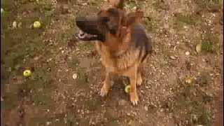 My German Shepherd picking apples PART 2 (Njemacki Ovcar bere jabuke)