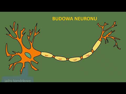Budowa i rola układu nerwowego. Neurony. Budowa neuronu