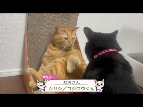 【猫動画】暑い!暑い!暑いニャンコ〜にゃんともパレード〜#猫動画#猫#434