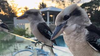 Watching the Sunrise and Sunset with the Kookaburra Family ☀️