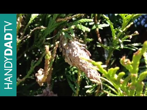 Vídeo: Quais pássaros comem bagworms?