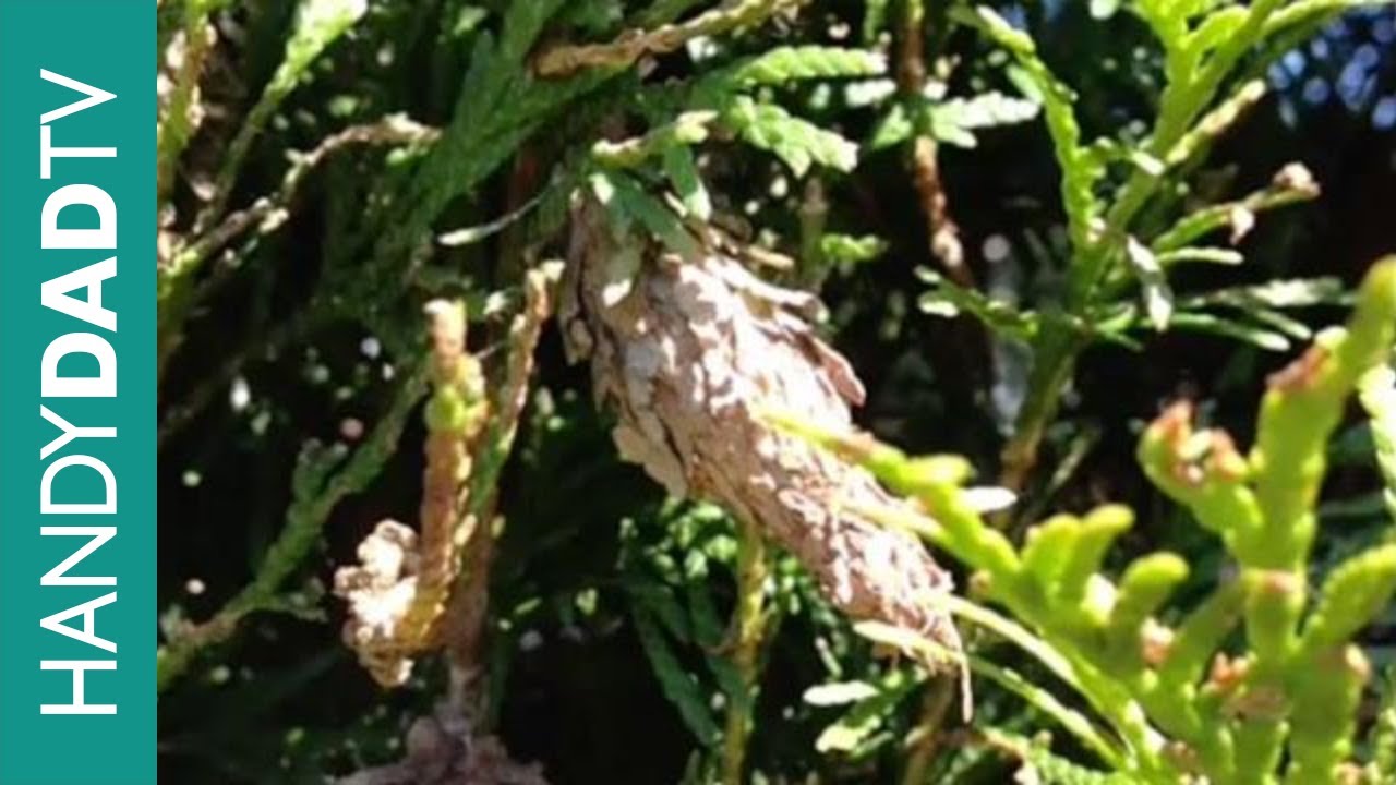 Bagworm Wars