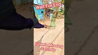Funk Na Mira Dog Catching #streetdogrevival #dog #ytviral #pets #animals #catch #rescue #shorts