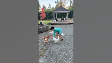 They love watermelon 🍉 #chickens #watermelon #shorts #fresheggs #freedom