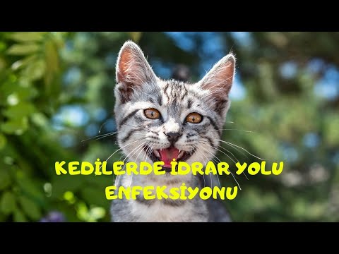 KEDİLERDE İDRAR YOLU
