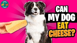 Can Dogs Eat Cheese? | Can Dogs Eat Cheddar or Blue Cheese? | Can Dogs Eat Cottage or Cream Cheese?