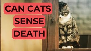 Do cats know when they are dying? Can they sense the end?