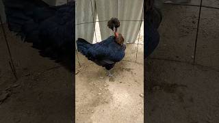 Essa Galinha E Polaca E Tem Muito Topete Pena Na Cabeça