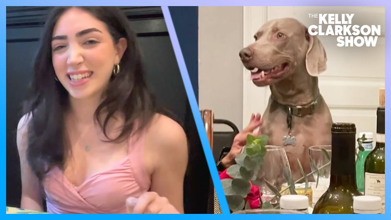 Distinguished Dog Goes Viral For Sitting At The Table - YouTube
