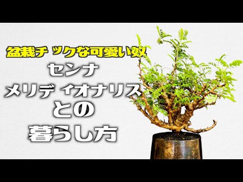 塊根植物】センス抜群！センナ・メリディオナリスとの暮らし方。【灌木