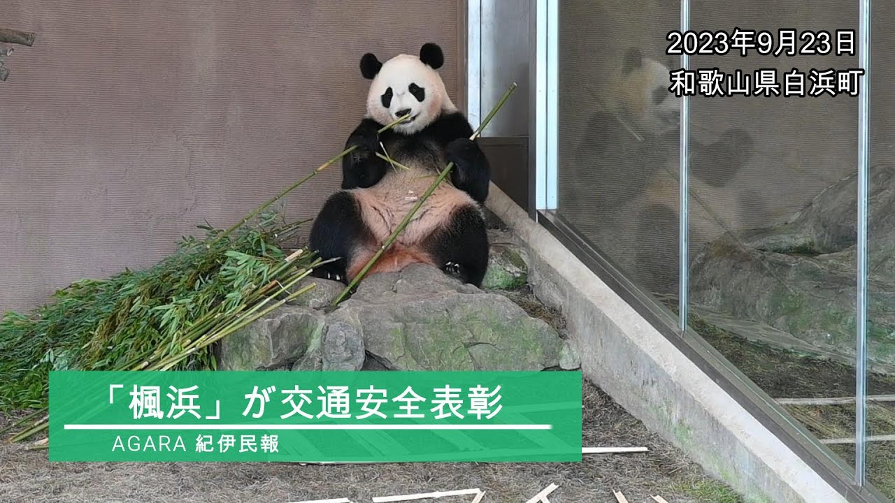 紀伊民報連載　ありがとうパンダ 動画】パンダの「楓浜」が交通安全の表彰式に 和歌山県白浜町