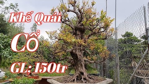 Gốc Khế Quái Cổ Dáng Đứng Tay To #115 Original Caring Stand With Big Hands.