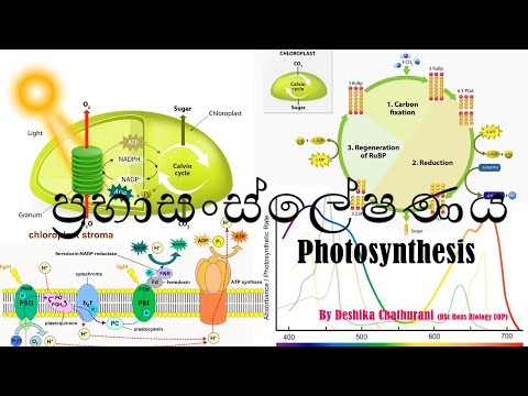 ප්‍රභාසංශ්ලේෂණය | Photosynthesis | AL biology lessons in sinhala -  2021/2022 live stream biology