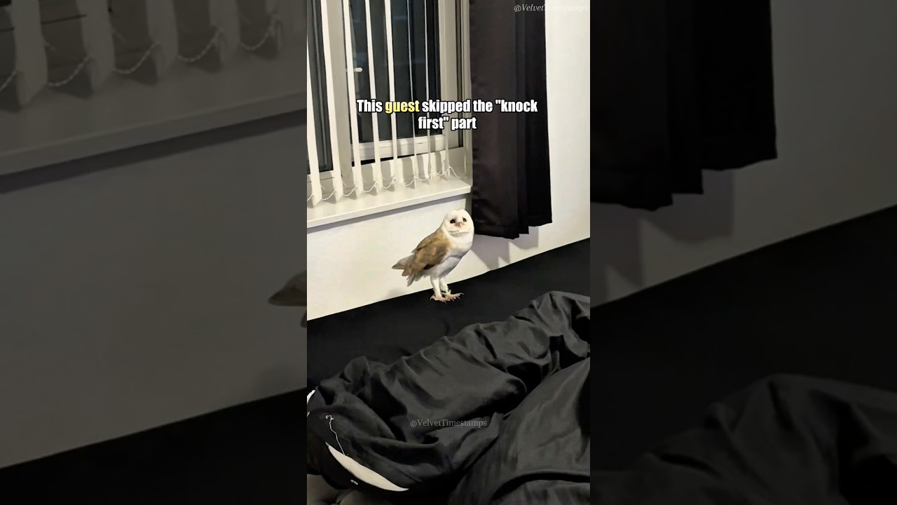This guest skipped the “knock first” part 🐾😂#wildlife #animals #funnyanimals #fyp