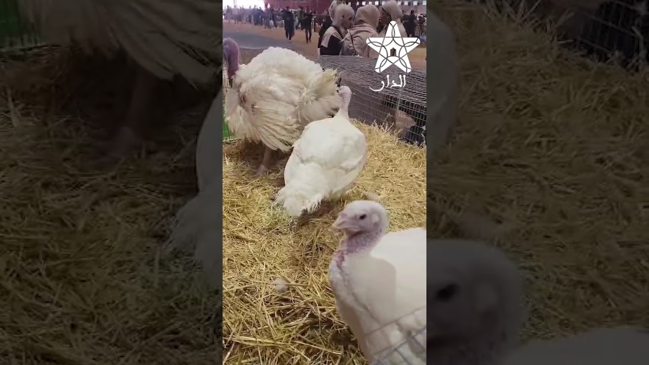 البيبي حار في ملتقى الفلاحة بمكناس