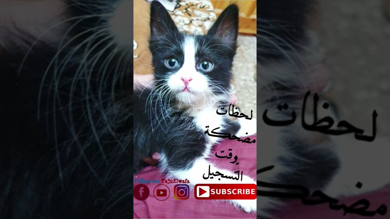 لحظات مسلية مع القطة #معلمي_تاج_الوفاء 😂 بالتوفيق✅