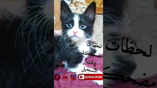 لحظات مسلية مع القطة #معلمي_تاج_الوفاء 😂 بالتوفيق✅