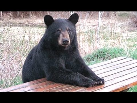 Best Of Funny Animals Acting Like Humans Compilation New Hd Best Of Funny Animals Acting Like Humans Compilation New Hd