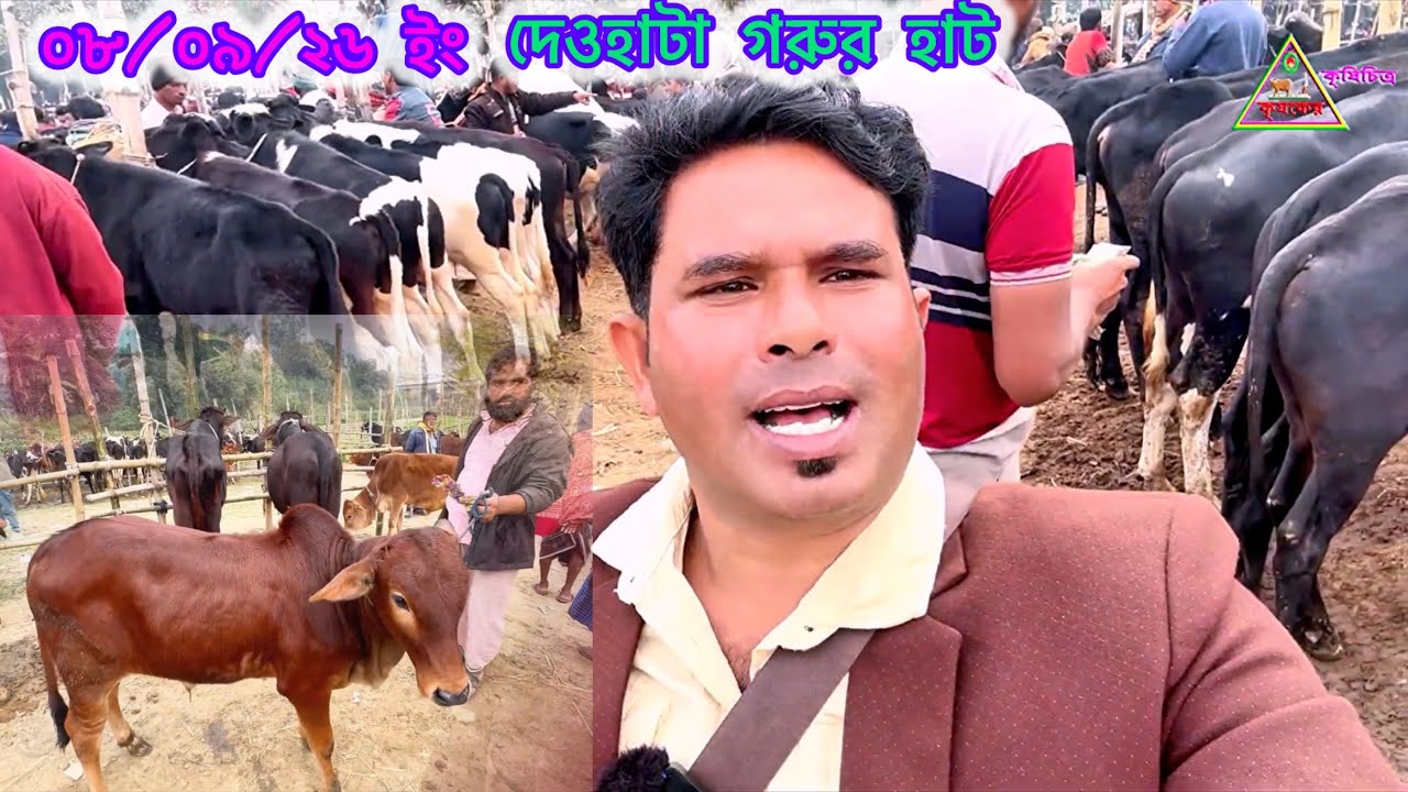 “মির্জাপুর দেওহাটা হাট ২০২৬ 🔥 ১ হাজার টাকা হাসিলে কি হচ্ছে খামার উপযোগী গরু?” ফ্রিজিয়ান ষাঁড় গরু! 
