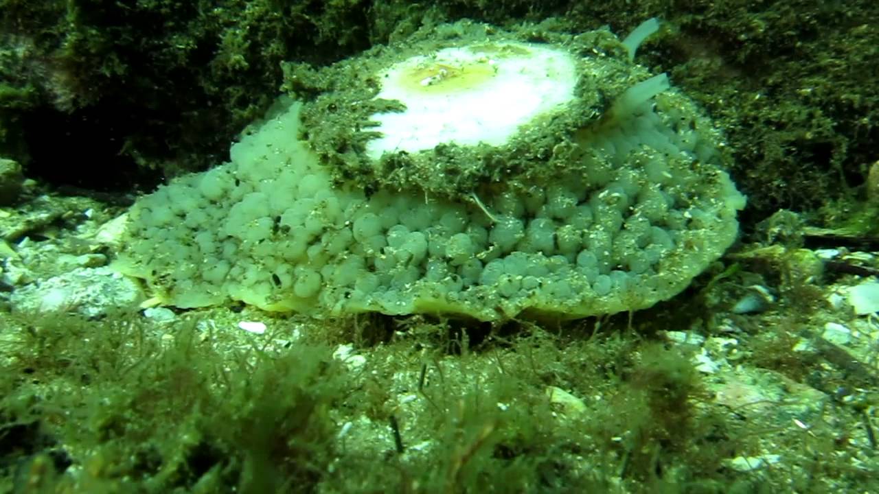 Unidentified critter identified Umbraculum umbraculum