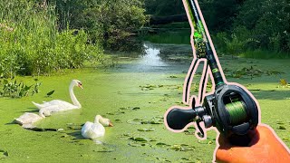 Topwater Frog Fishing In Tiny Lakes (INSANE)