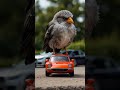 The XL Bird lands on a Sports car. Never seen before😱 #BirdOnWheels #ai #fusion #shorts #birds