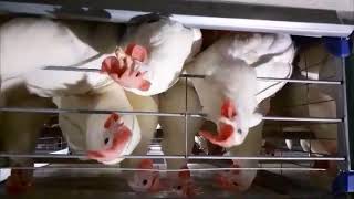 How egg Prepare at Poultry Firm || Do you know ? See the video ▶