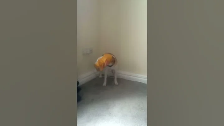 funny dog
