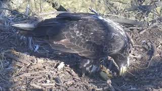 Decorah North Nest Stunning Sub-Adult On Nest 10\/23\/18