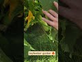 Greenhouse update, end of September! #backyardgarden