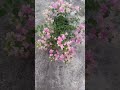 night and day view of plants flowers #jill jeu