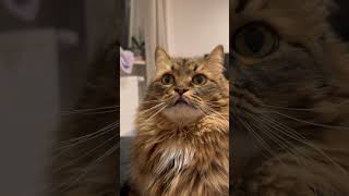 Получаю обновления миссии от Галактического штаба 🛸  Galactic HQ is calling 👅📡 #cat #funnycat