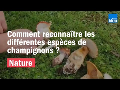 Vidéo: Comment Distinguer Les Variétés Vénéneuses De Champignons