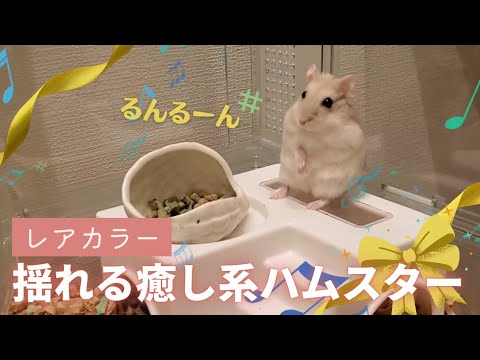 ハムスター 左右 に 揺れる