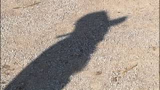 Animal Cruelty Charges Filed On Pickaway County Farmer