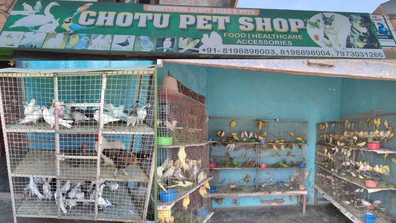 CHOTU PET SHOP PATHANKOT ਕਬੂਤਰ ਸੱਤ ਰੰਗ ਦੀਆਂ ਚਿੜੀਆਂ ਤੋਤੇ ਲਵ ਬਅਡ ਪਿੰਜਰੇ