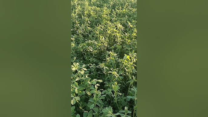 Үлкен сиськи аналар соло порно видео