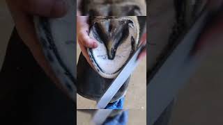 Rescuing a horse with a leg injury. #horse #farriers #asmr