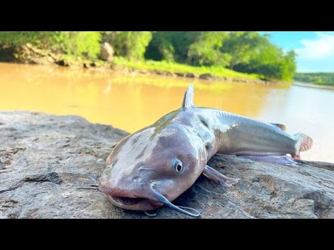 La mejor CARNADA para pescar BAGRES || Pesca en aguas turbias - YouTube