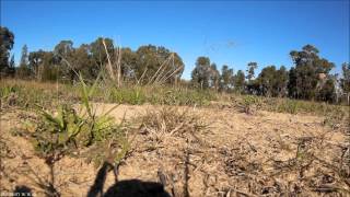 Mini Quad Race Testing (crash compilation)
