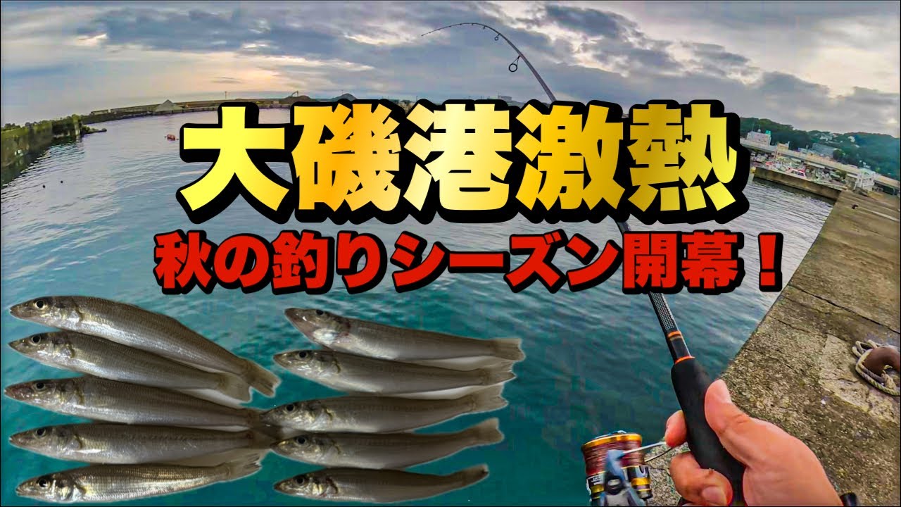大磯港シロギス釣れてます！岸壁２mで連続ヒット！初心者やお子さんでも釣れる可能性大！！