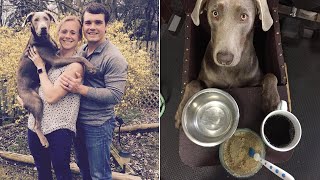 Dog with Rare Disease Eats Sitting Upright in a Custom-Made High Chair