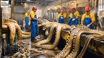 Inside the Python Leather Factory –Million-Dollar Products Are Made from Python Skin (Full Process)