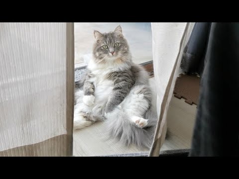 自分らしさ全開で外を眺める猫【サイベリアンのラフィ】#shorts