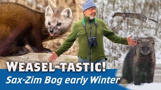Shorttailed Weasel in snow, Pine Marten, Fisher, SaxZim Virtually Live 40: S4E5 2023