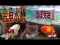 金魚水槽 チョビ嬢、茶金、STオランダほぼ完治‼️