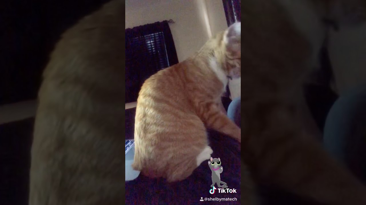 Kitty massages!! YouTube